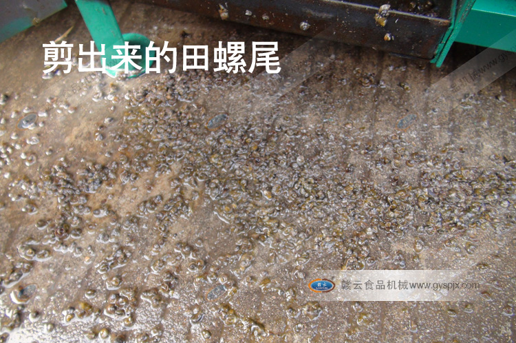 剪出來的田螺尾-全自動田螺剪尾機