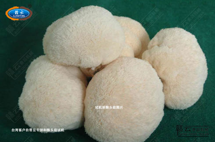 臺灣客戶自帶的猴頭菇圖